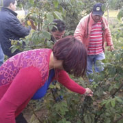 Raspberries for improved economic opportunity